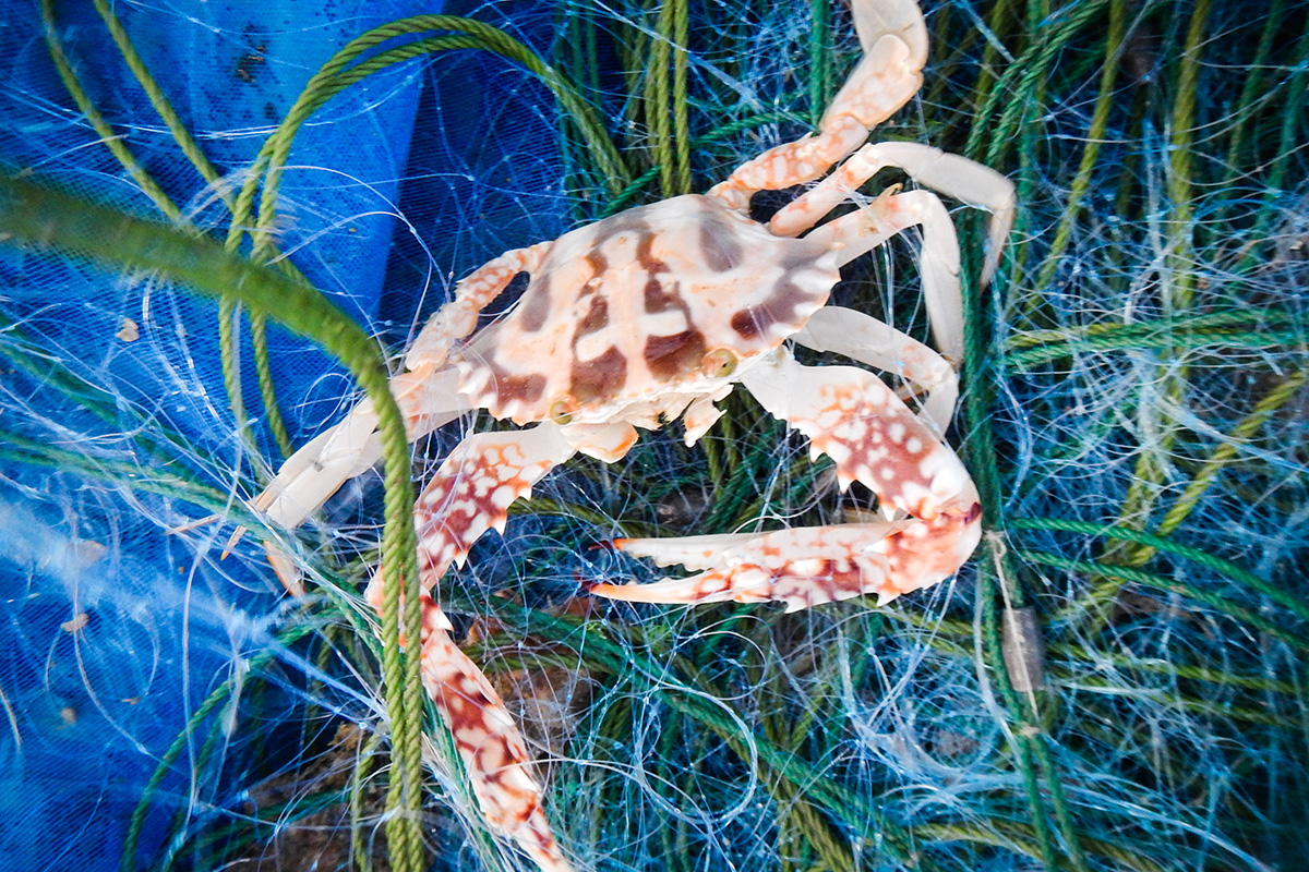 Crab, in Koh Phaluaï